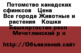 Потомство канадских сфинксов › Цена ­ 15 000 - Все города Животные и растения » Кошки   . Башкортостан респ.,Мечетлинский р-н